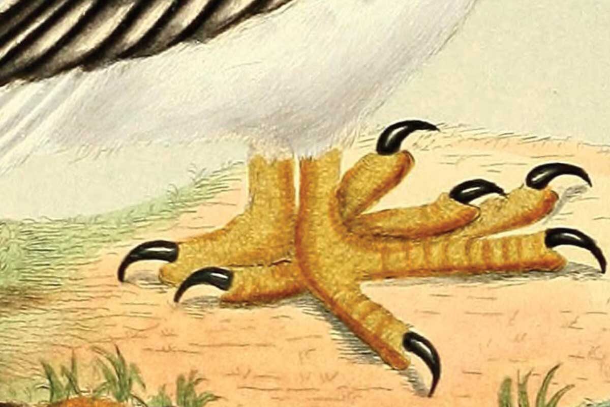 Painting of a chicken's foot