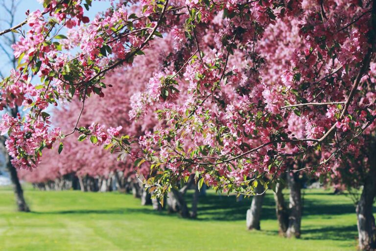 Cherry Trees